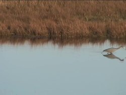 Adaptations and Animal Behavior Instructional Video