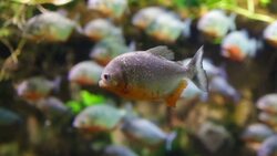 The Terrifying Truth About Piranhas: Small But Deadly Predators Instructional Video