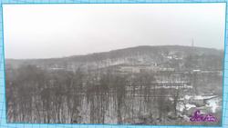 Why Daffodils Grow in the Same Place Every Year Instructional Video