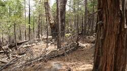 Prescribed Fire in Yosemite Instructional Video