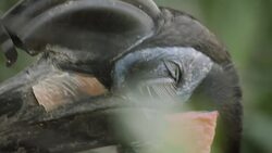 This Bizarre-Looking Bird Has Modified Feathers for Eyelashes Instructional Video