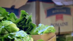 3 more cases of E. coli illness from romaine lettuce confirmed in Canada News Clip
