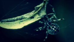 Spider Senses Instructional Video