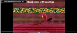Muscle Physiology: Myosin Mechanism Instructional Video