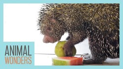 Porcupine Eats Fruit Instructional Video