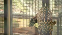 Jaguars Are Extremely Food Motivated, Especially With Meatballs! Instructional Video