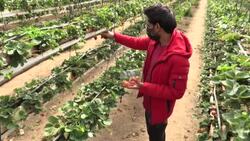 CLEAN : STOCKSHOTS: Agricultural and industrial sectors in the Gaza Strip News Clip