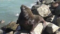 Sea lions at a beach Stock Footage