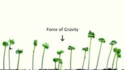 Gravitrophism In Plants Instructional Video