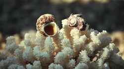 Seashell beach Sunlights hd footage Stock Footage