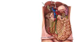 Arterien des Abdomens und Beckens Instructional Video