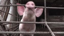 CLEAN : Caught between Ukrainian and Russian artillery, a farmer hopes for the end of war News Clip