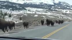Why one hunter in Fort Smith thinks the largest trophy bison came from the N.W.T. News Clip