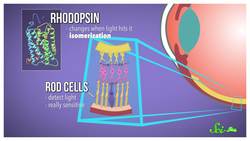 Visual Illusions: Why You See Things That Aren't There Instructional Video