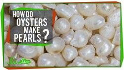 How Do Oysters Make Pearls? Instructional Video