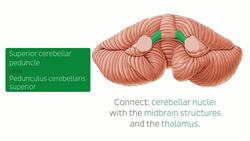 Cerebellum Instructional Video