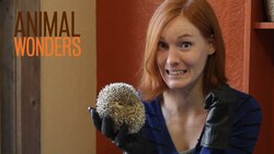 Hedgehogs! What, Where, and How Instructional Video