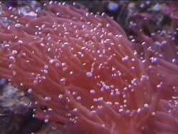 Simple Animals: Exploring Sponges and Cnidarians Instructional Video