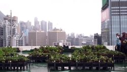 CLEAN : REFILE: Cities growing green: Hong Kong's urban farms sprout gardens in the sky News Clip