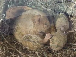 Winter: Plants and Animals in Winter Instructional Video