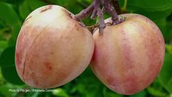 The Unique Ikako Fruit: The Cocoa Plum Instructional Video