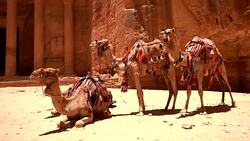Petra -  Al Khazneh (The Treasury) Stock Footage