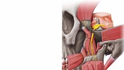 Nervus mandibularis Instructional Video
