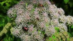 Different species of insects pollinating a white flower Stock Footage