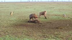 hyenas eating carrion and jackals at africa Stock Footage
