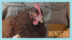 Chickens! What, Where, and How Instructional Video