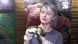 Anaconda snakes born to virgin mother in Boston Instructional Video