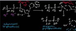 Adenylate Cyclase Mechanism - Inorganic Pyrophosphatase Mechanism Instructional Video