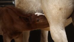 I WONDER - Do All Mammals Have Hair? Me Pregunto - Todos Los Mamíferos Tienen Pelo? Instructional Video