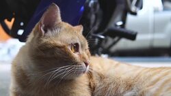 Lazy cat scaring people Stock Footage