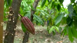 Cacao Tree (Theobroma cacao). Organic cocoa fruit pods in nature. Stock Footage