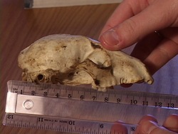 Mediciones: introducción Instructional Video