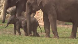 Birth of second female elephant in Prage Zoo Instructional Video