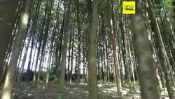 Ethiopians plant 700 million tree seedlings in a day in reforestation campaign News Clip