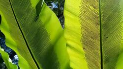 bird's nest fern with sunlight Stock Footage
