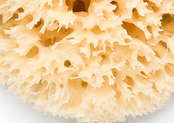 Absorción Instructional Video