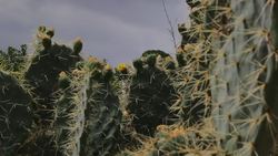 Educating people about rare cacti Instructional Video