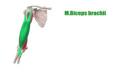 Muskeln des Oberarms Instructional Video