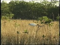 People and the Environment: Species Extinction and Exotic Species Instructional Video