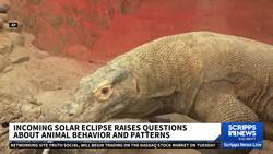 How will the upcoming solar eclipse affect animals? News Clip