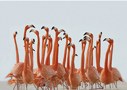 Grupos de animales Instructional Video