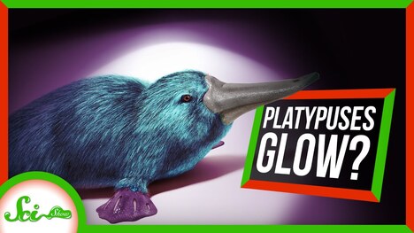 So Apparently Platypuses Glow in the Dark