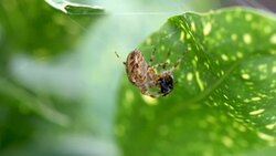 Side Profile of Spider Eating Prey in Web Stock Footage