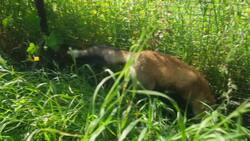 Foxes from Soviet experiment kept as pets Instructional Video