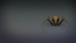 New recluse spider species discovered in Mexico Valley Instructional Video