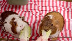 Guinea Pigs Stock Footage